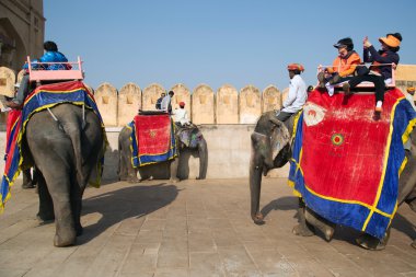 Turistler boşaltma filler