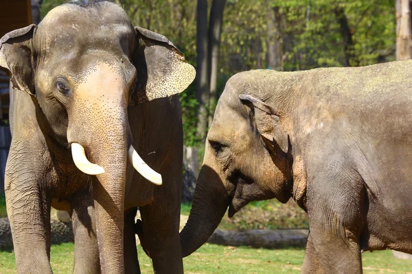 Two Asian elephants — Stock Photo, Image