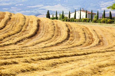 House, Selvi ve alanlar