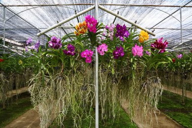 Orchids in a nursery, Thailand