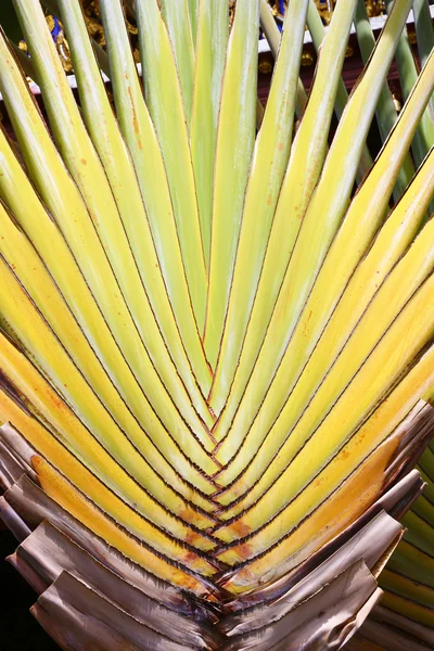 Resenärer palm blad — Stockfoto