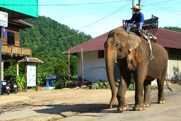Mahout rides his elephant — Stock Photo, Image