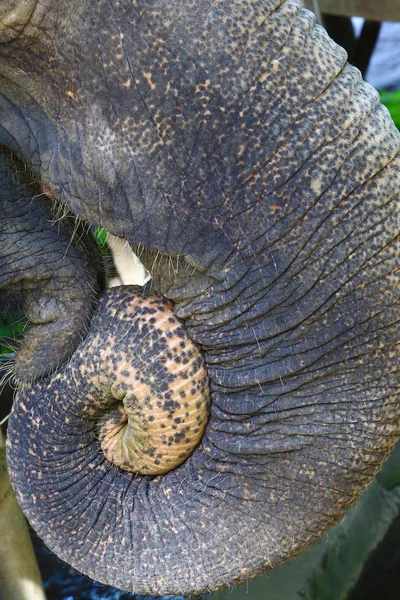 Twisted trunk closeup — Stock Photo, Image