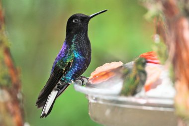 Beautiful hummingbird on feeder in Mindo clipart