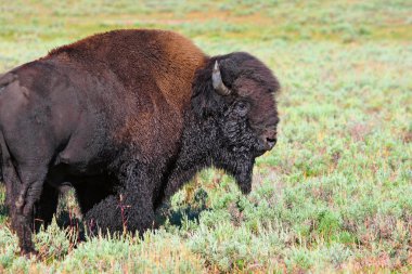 Yellowstone'da Amerikan bizonu