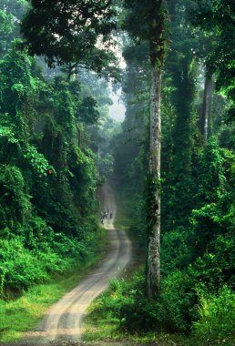 Borneo şaşırtıcı yağmur ormanları