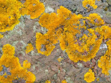 Gri kayanın üzerindeki sarı liken