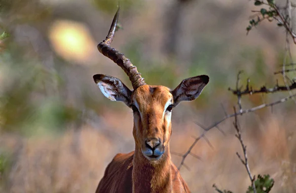 Impala mit einem Horn — Stockfoto