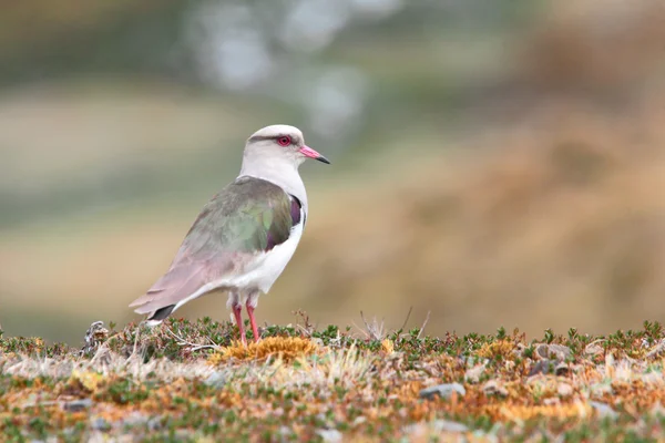 Andean lapwing staying on moss — Stock Photo, Image