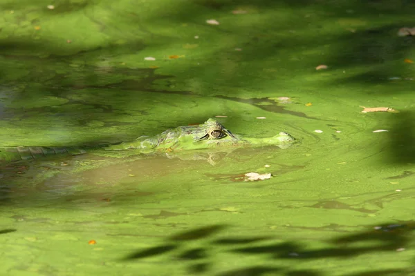 Caimano oculato in laghetto verde — Foto Stock