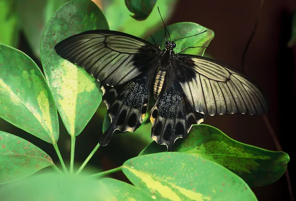 Borboleta preta pitoresca em ramo — Fotografia de Stock