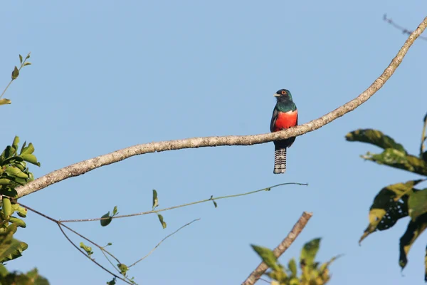 Blauw-gekroond Trogon zittend op tak — Stockfoto