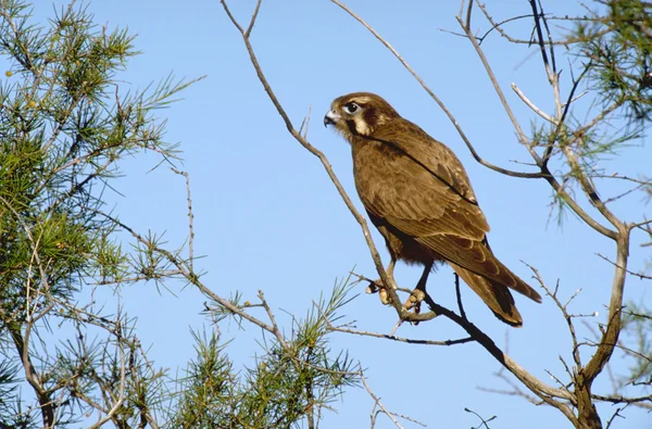 Halcón marrón sentado en la rama — Foto de Stock