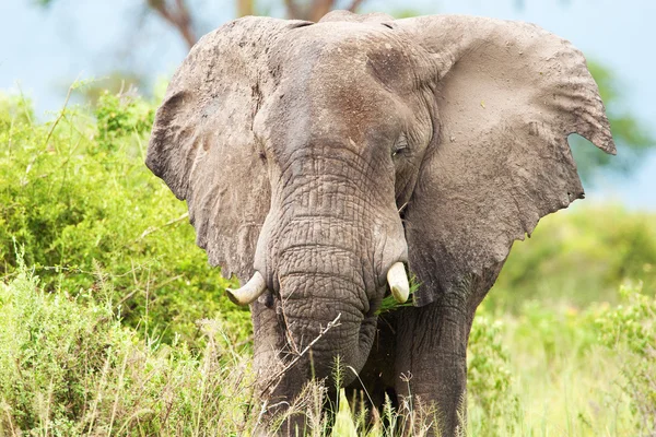 Adult elephant male grazing — Stock Fotó