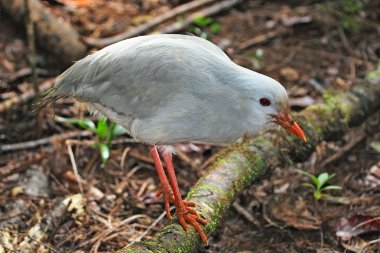 Kagu, endangered bird of New Caledonia clipart