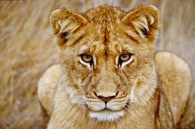 Cute young lion looking at camera clipart