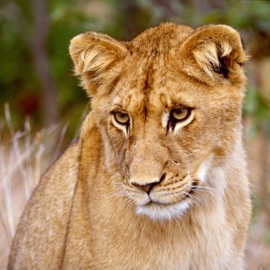 Young lion in square composition