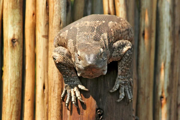 Большая ящерица, смотрящая в камеру — стоковое фото