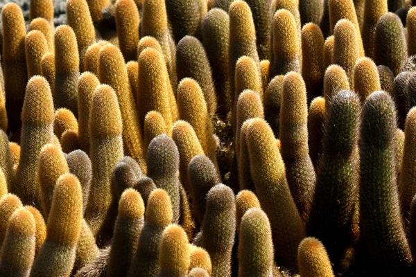 Blick von oben auf den Kakteenwald auf Galapagos — Stockfoto