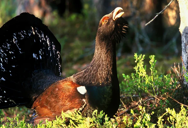 Capercaillie calling — Stock Photo, Image