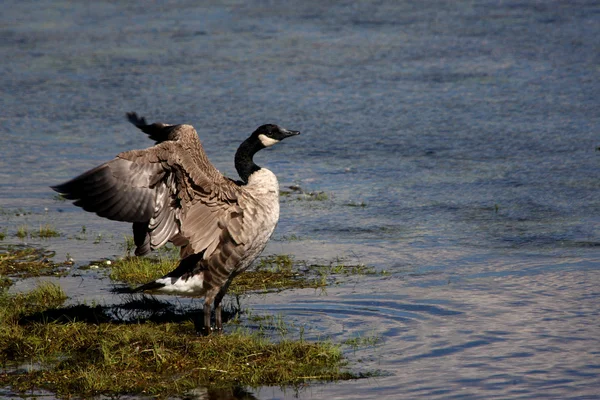 Oca battente sulla riva del fiume — Foto Stock