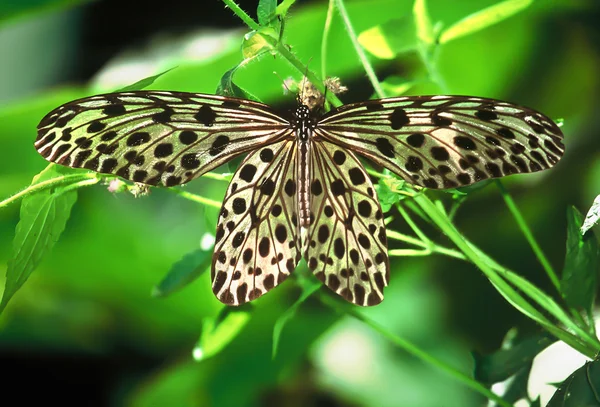 Papillon coloré sur branche verte — Photo