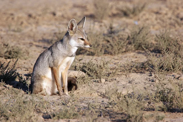 Bengal fox in desert — Stock Photo, Image