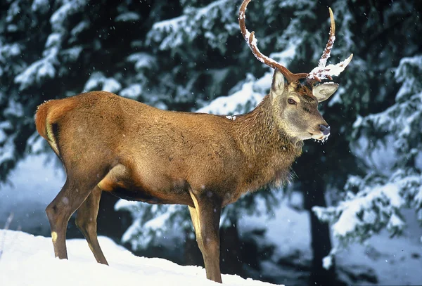 Veado vermelho em montanhas nevadas — Fotografia de Stock