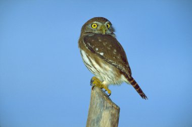 Ferruginous pygmy-owl sitting on pole clipart