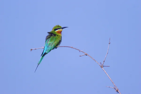 Blue-tailed bee-eater sitting on branch — Stock Photo, Image