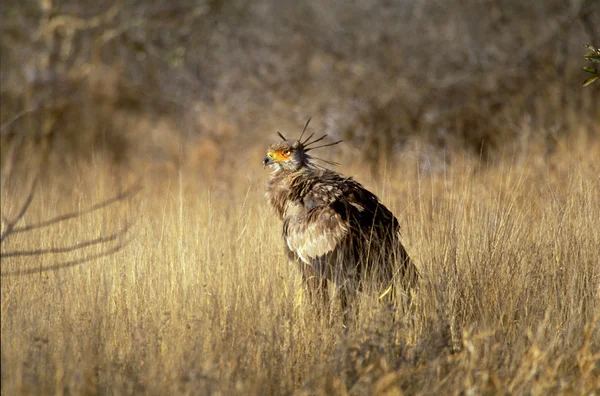 Secretarybird στο Εθνικό Πάρκο Κρούγκερ — Φωτογραφία Αρχείου