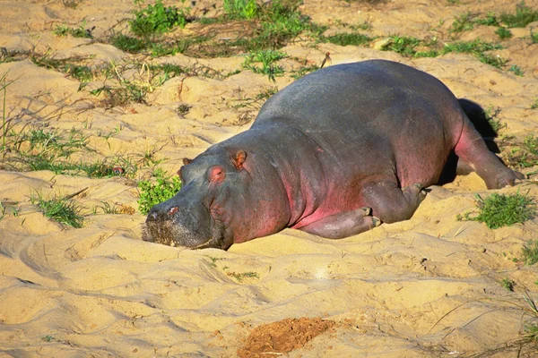 Grau und rosa Nilpferd auf Sand — Stockfoto