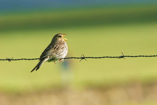 Jagung bunting duduk di kawat — Stok Foto