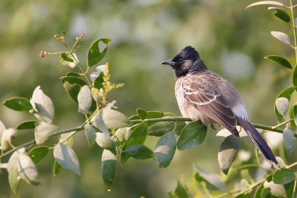 Red-vented bulbul perched on branch — ストック写真
