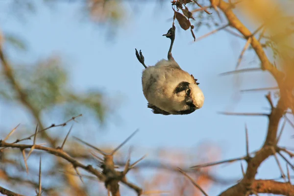 Βόρεια λευκό-στεμμένος shrike σε κλάδο — Φωτογραφία Αρχείου