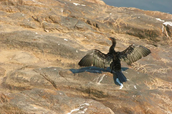Piume secche di cormorano dalla coda lunga — Foto Stock