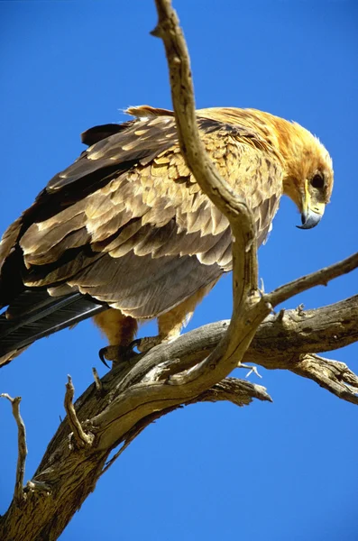 Tawny orel sedící na větvi — Stock fotografie