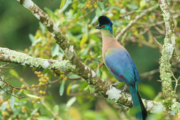 Turaco à crête violette assis sur un arbre — Photo