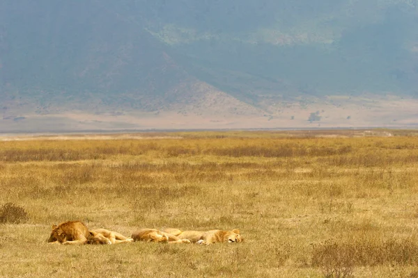 Odpočívá lvi na suché trávy — Stock fotografie