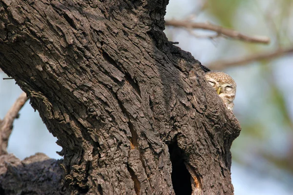 Chouette tachetée dans un arbre creux — Photo