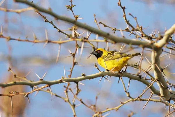 Village weaver sitting on branch — Stock Photo, Image