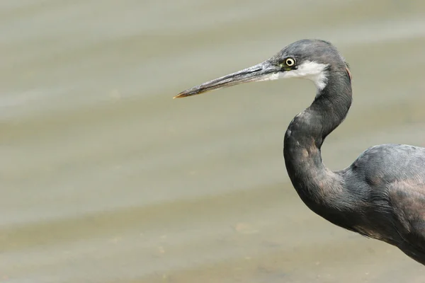 Western reef-heron i vatten närbild — Stockfoto