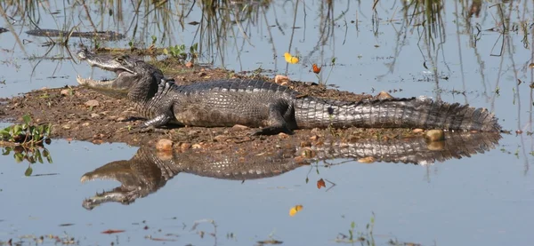 Yacare caiman with butterflies — Stock Photo, Image