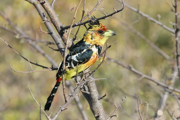 Λοφιοφόρη barbet κάθεται στο υποκατάστημα — Φωτογραφία Αρχείου