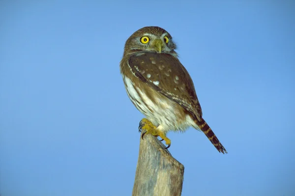 Ferruginous pygmy-owl sitting on pole — Stock Photo, Image