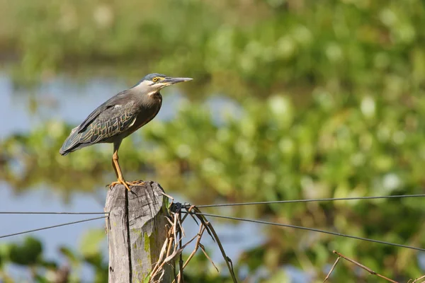 Tvärstrimmig heron sitter på staketet — Stockfoto