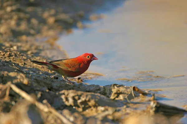 Czerwony zapowiadane Lagonosticta na brzegu rzeki — Zdjęcie stockowe