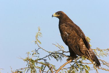 Bozkır kartalı dalda oturan