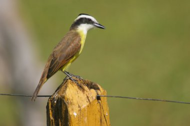 Büyük kiskadee çit oturan