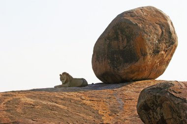 Lion lying in shadow of big stone clipart